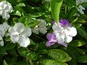 Brunfelsia bonodora